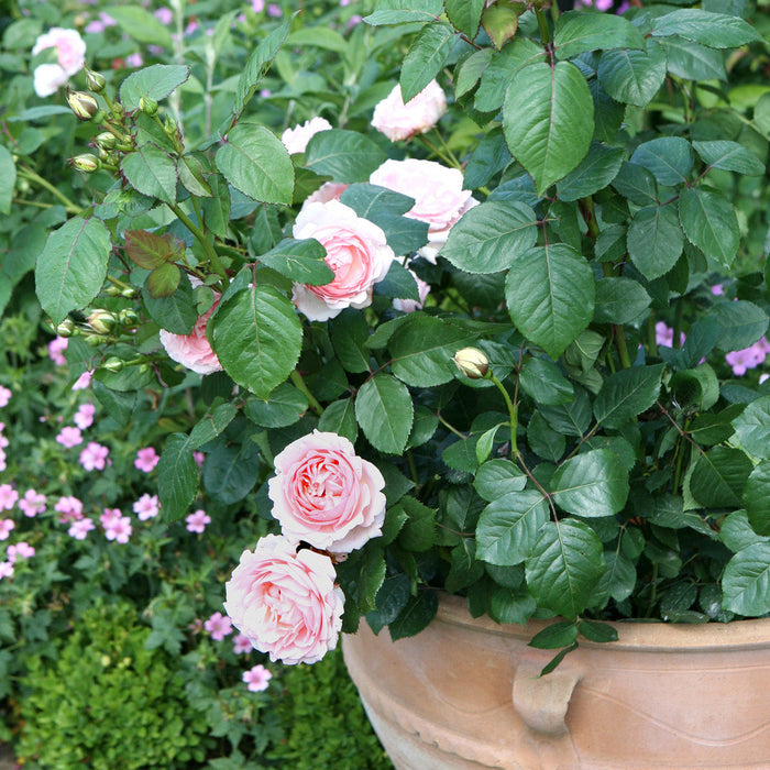 Rosa 'Clair'