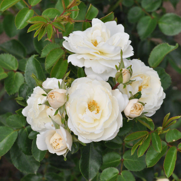 Buy Rosa 'Crystal' (Mella Collection) online UK