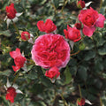 Rosa 'Dolce'