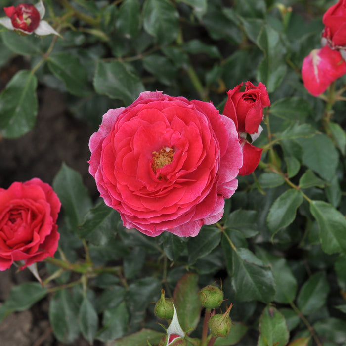 Rosa 'Dolce'
