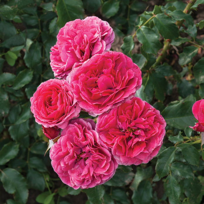 Rosa 'Dolce'