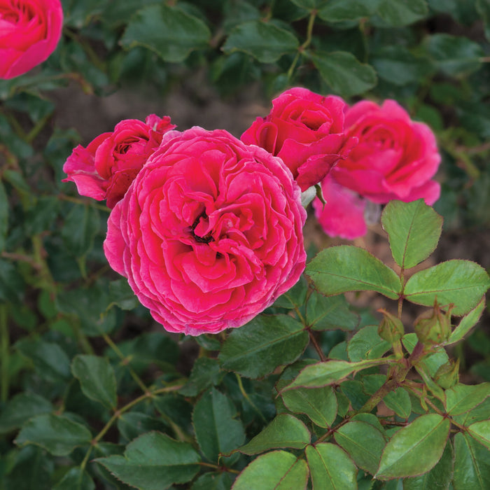 Rosa 'Dolce'