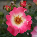 Buy Rosa 'Dolomiti' (Nectar Garden Collection) online UK