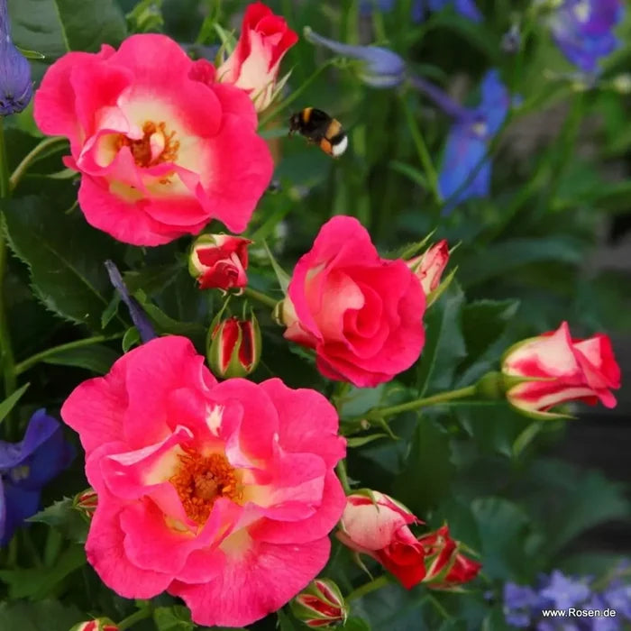 Buy Rosa 'Dolomiti' (Nectar Garden Collection) online UK