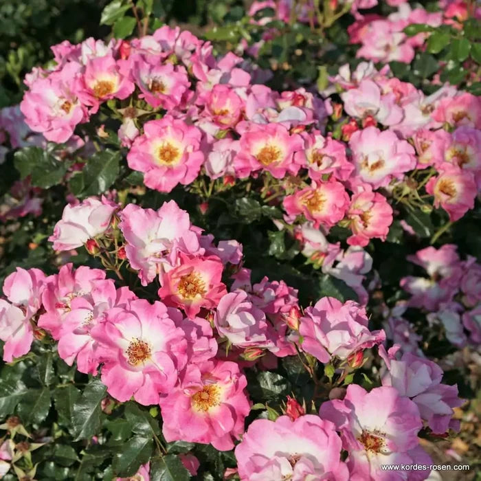 Buy Rosa 'Dolomiti' (Nectar Garden Collection) online UK