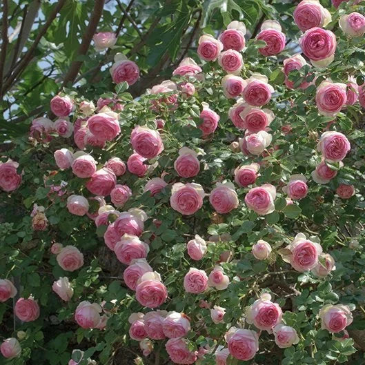 Buy Rosa 'Eden Rose' (Romantica Collection) online UK