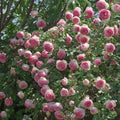Buy Rosa 'Eden Rose' (Romantica Collection) online UK