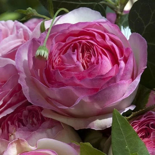 Buy Rosa 'Eden Rose' (Romantica Collection) online UK