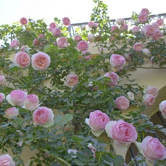 Buy Rosa 'Eden Rose' (Romantica Collection) online UK