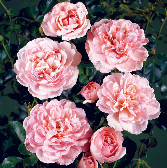 Rosa 'Elysee'