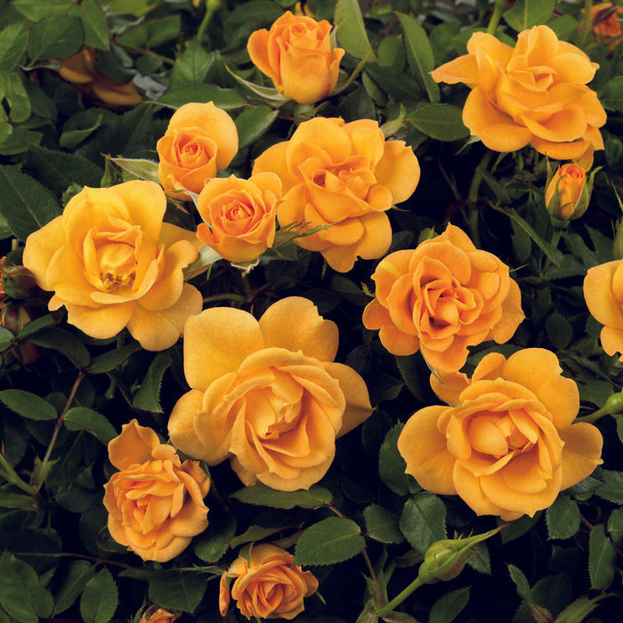 Rosa 'Flaming Cover'