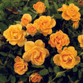 Rosa 'Flaming Cover'