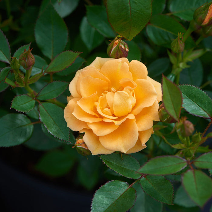 Rosa 'Flaming Cover'
