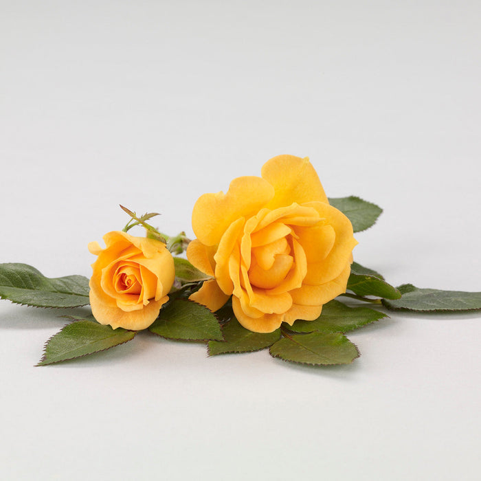 Rosa 'Flaming Cover'