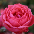 Buy Rosa 'Fruity Parfuma' (Parfuma Collection) online UK
