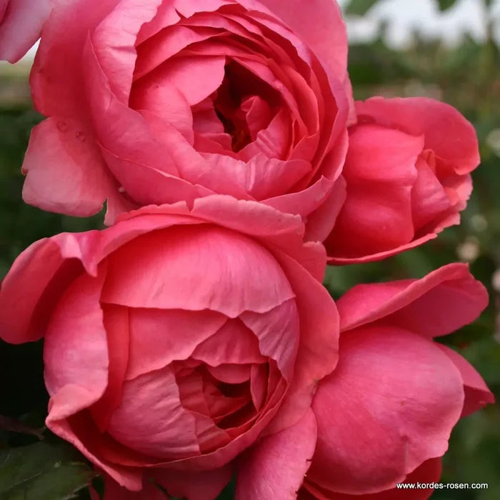Buy Rosa 'Fruity Parfuma' (Parfuma Collection) online UK