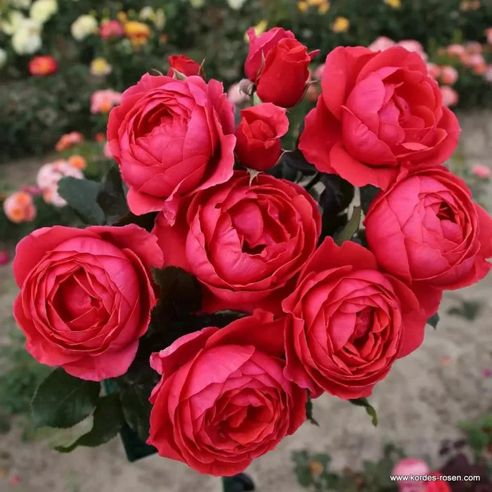 Buy Rosa 'Fruity Parfuma' (Parfuma Collection) online UK
