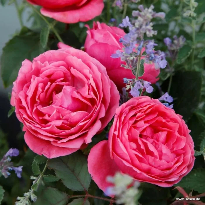 Buy Rosa 'Fruity Parfuma' (Parfuma Collection) online UK