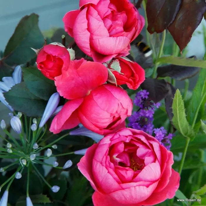 Buy Rosa 'Fruity Parfuma' (Parfuma Collection) online UK