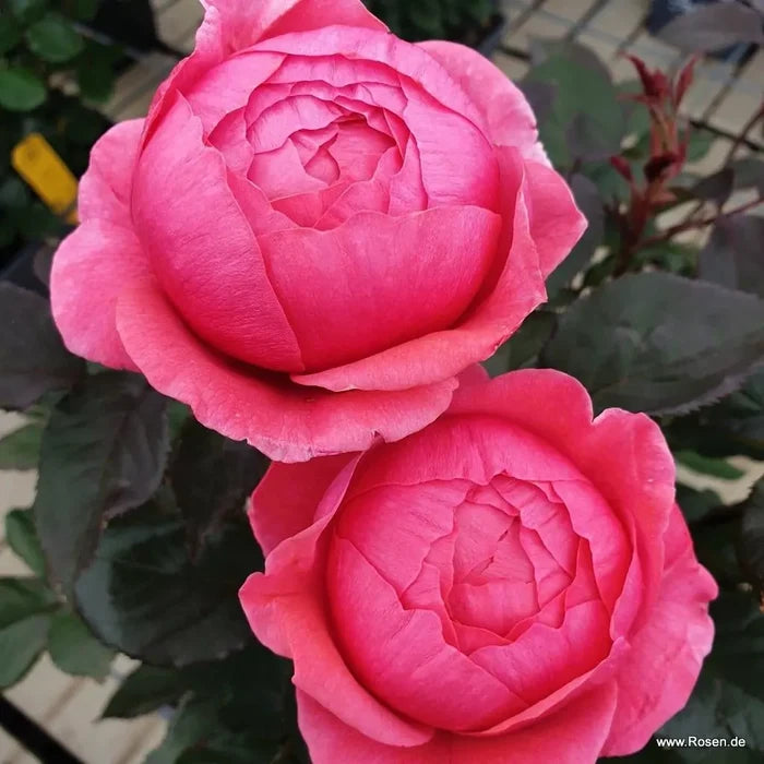 Buy Rosa 'Fruity Parfuma' (Parfuma Collection) online UK