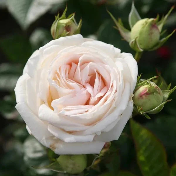 A closeup of a Rosa 'Glorious Parfuma' flower