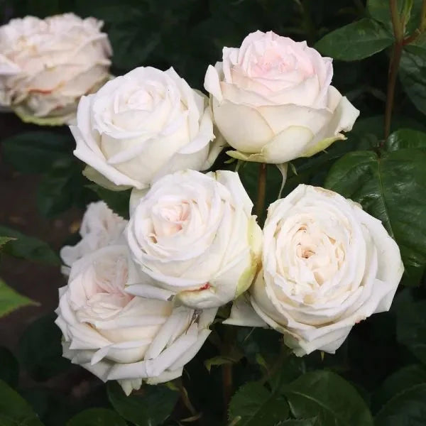 A cluster of Rosa 'Glorious Parfuma' flowers