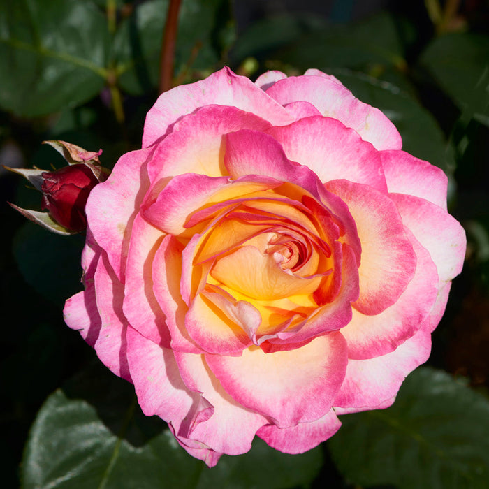 Rosa 'Gorgeous'