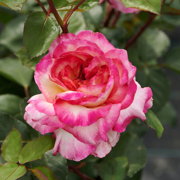 Rosa 'Gorgeous'