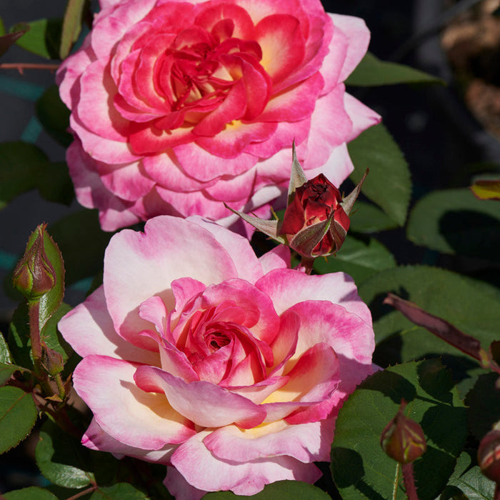 Rosa 'Gorgeous'