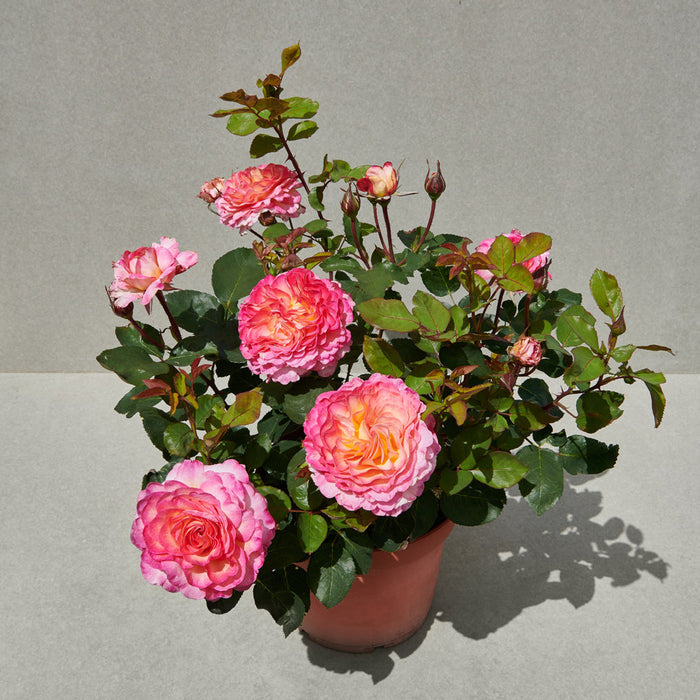 Rosa 'Gorgeous'
