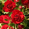 Rosa 'Grand Award'