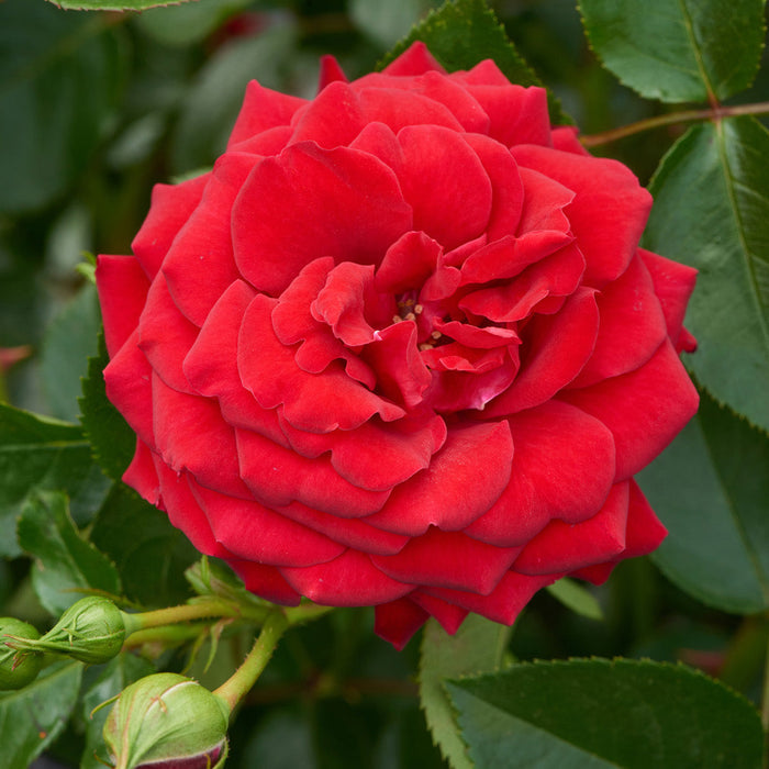 Rosa 'Grand Award'
