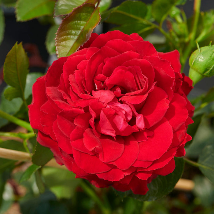 Rosa 'Grand Award'