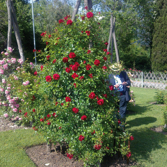 Rosa 'Grand Award'