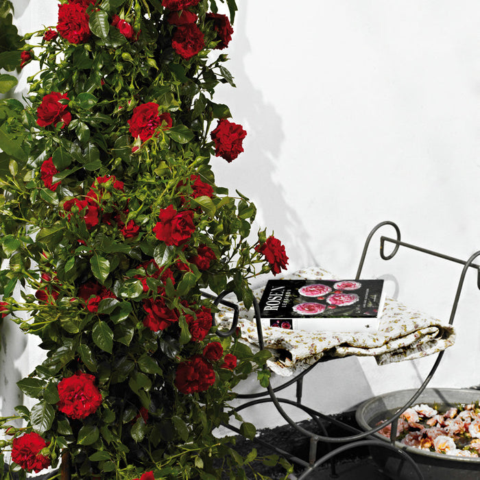Rosa 'Grand Award'