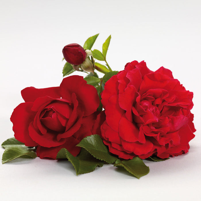 Rosa 'Grand Award'
