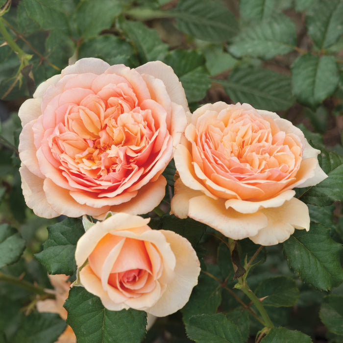 Buy Rosa 'Jelena' (Fragrant Frayla Collection) online UK