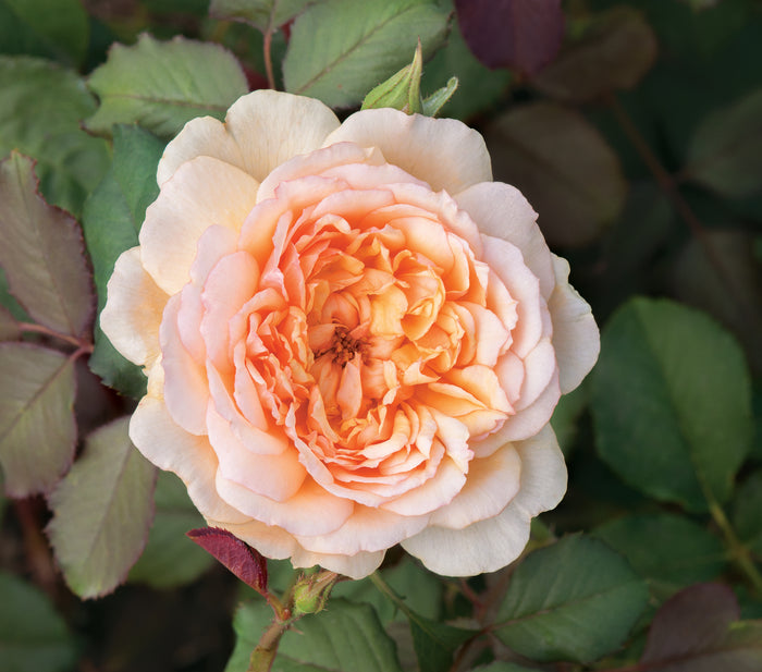 Buy Rosa 'Jelena' (Fragrant Frayla Collection) online UK