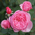 Rosa 'Kiss Me Kate®' flowers in bloom