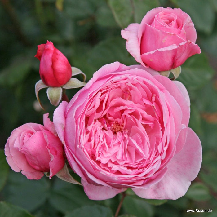 Rosa 'Kiss Me Kate®' flowers in bloom