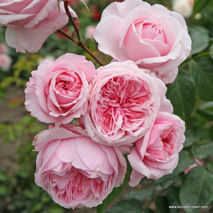 Rosa 'Kiss Me Kate®' pale pink flowers hanging from a vine