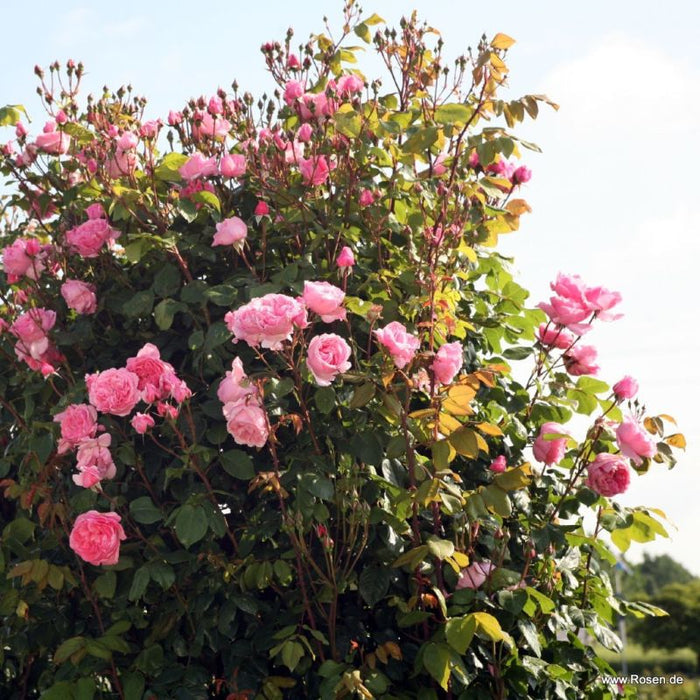 Rosa 'Kiss Me Kate®' standing strong stretching flowers upwards