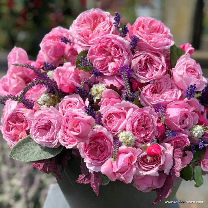 Rosa 'Kiss Me Kate®' flowers collected in a pot as a display