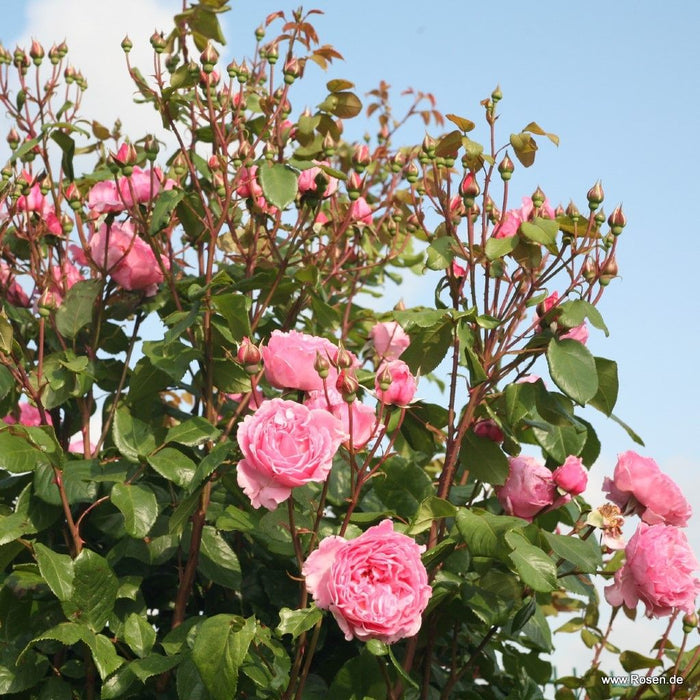 Rosa 'Kiss Me Kate®' freestanding flowers on strong stems