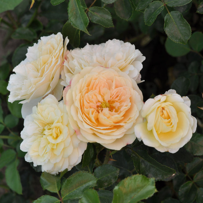Buy Rosa 'Lemon' (Art Vaza Collection) online UK