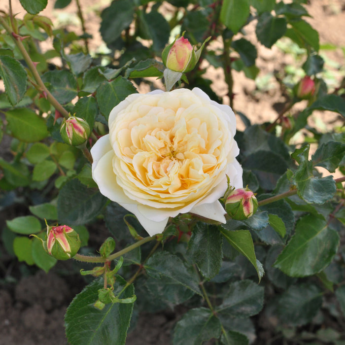 Buy Rosa 'Lemon' (Art Vaza Collection) online UK