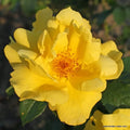 Buy Rosa 'Lemon Fizz' (Sunflare Roses Collection) online UK
