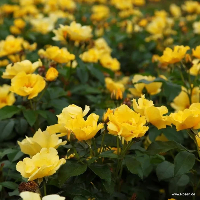 Buy Rosa 'Lemon Fizz' (Sunflare Roses Collection) online UK