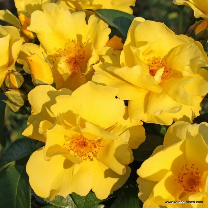 Buy Rosa 'Lemon Fizz' (Sunflare Roses Collection) online UK