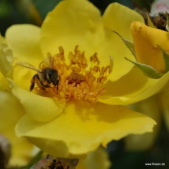Buy Rosa 'Lemon Fizz' (Sunflare Roses Collection) online UK